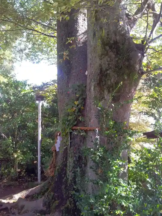 比々多神社の自然