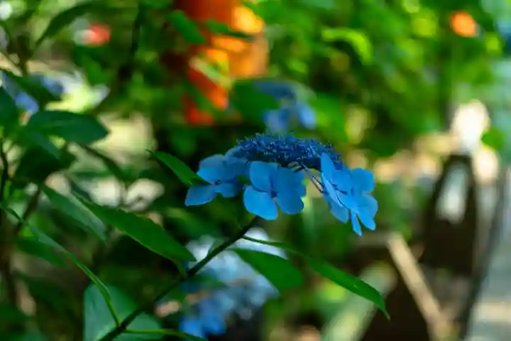 平野神社(京都府)