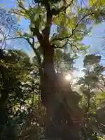 來宮神社の自然