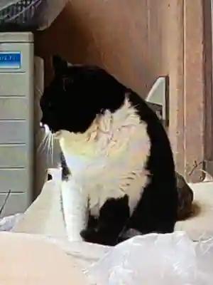 白金氷川神社(東京都)