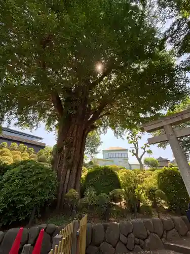 根津神社の{uncategorized: "未分類", other: "その他", undefined: "問題あり", building: "その他建物", grave: "お墓", sacred_gate: "鳥居", guardian: "狛犬", statue: "像", buddha: "仏像", history: "歴史", nature: "自然", garden: "庭園", animal: "動物", pagoda: "塔", temizu: "手水舎", mountain_gate: "山門・神門", sanctuary: "本殿・本堂", subordinate: "末社・摂社", art: "芸術", scenery: "景色", jizo: "地蔵", ema: "絵馬", goshuin: "御朱印", omikuji: "おみくじ", items: "授与品その他", amulet: "お守り", goshuincho: "御朱印帳", eats: "食事", festival: "お祭り", votive_dance: "神楽", shichigosan: "七五三参", wedding: "結婚式", experience: "体験その他", initially: "初詣", around: "周辺", anti_infection: "感染症対策"}