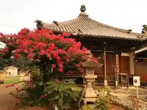 真言宗 善通寺派 薬王寺の本殿・本堂(2022年07月28日(木) 13時31分05秒投稿)