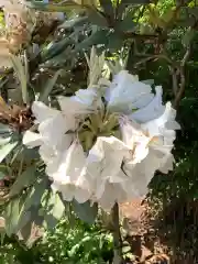 手力雄神社の自然