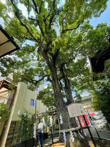 溝口神社の自然