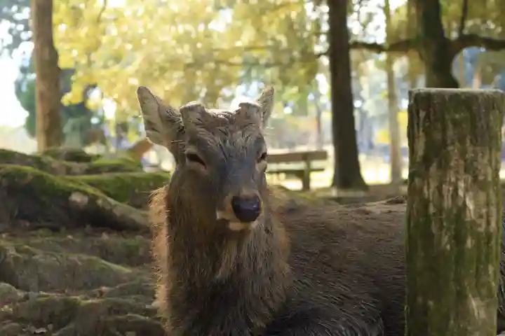 春日大社(奈良県)