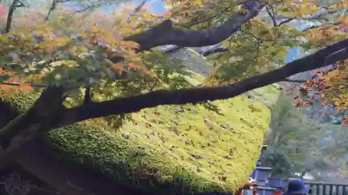 鞍馬寺(京都府)