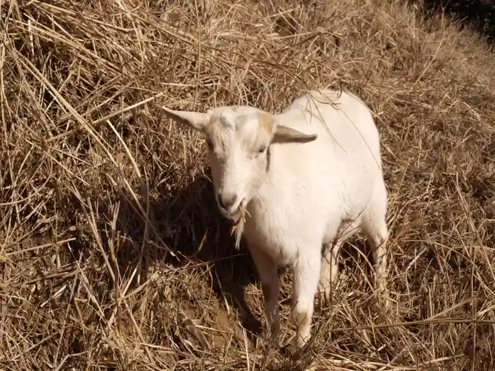 楽法寺(雨引観音)の動物