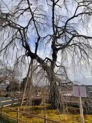 身照寺(岩手県)