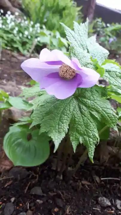 虻田神社の自然