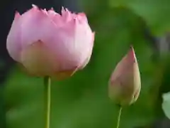 極楽山　浄土寺の自然