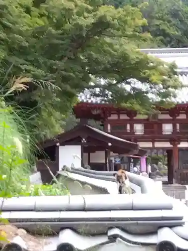 岡寺（龍蓋寺）(奈良県)