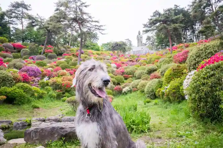 塩船観音寺(東京都)