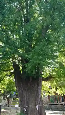 新宮熊野神社(福島県)