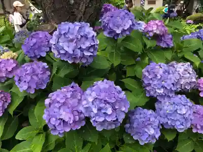 白山神社(東京都)