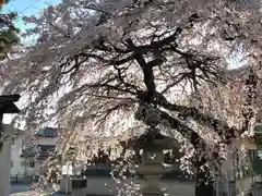 山家神社の自然