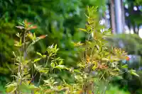 尻岸内八幡神社の自然