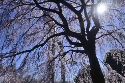 櫻木神社(千葉県)