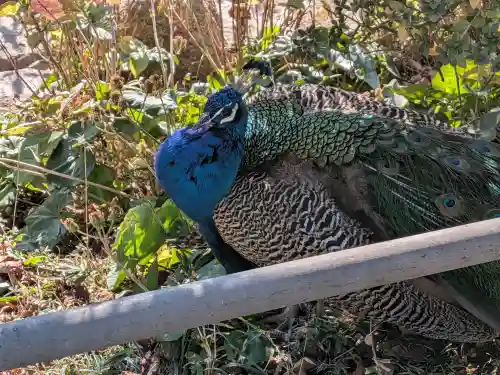 楽法寺（雨引観音）(茨城県)