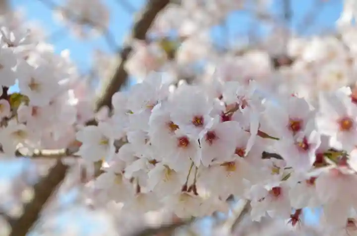 本山専修寺(三重県)
