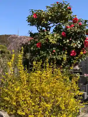 光照寺(神奈川県)