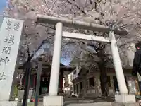 浅草富士浅間神社の鳥居
