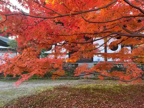 東福禅寺（東福寺）(京都府)