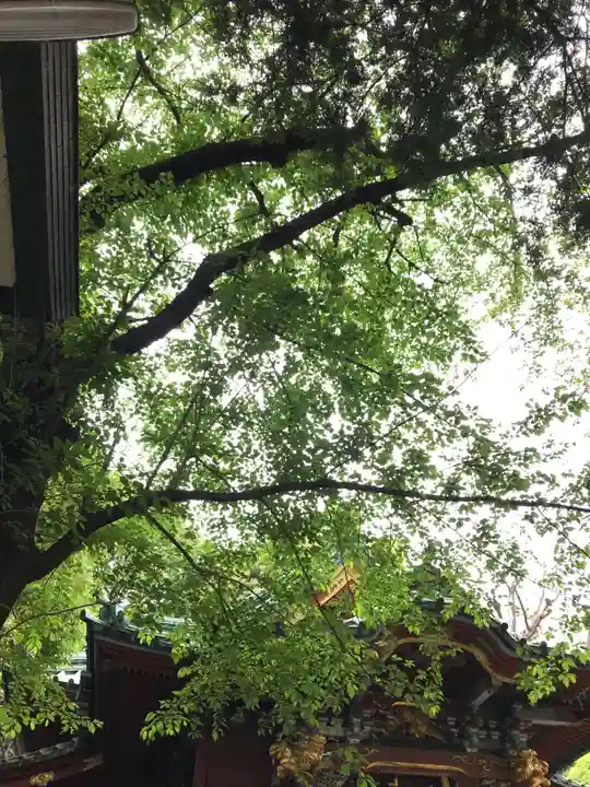 王子稲荷神社の自然