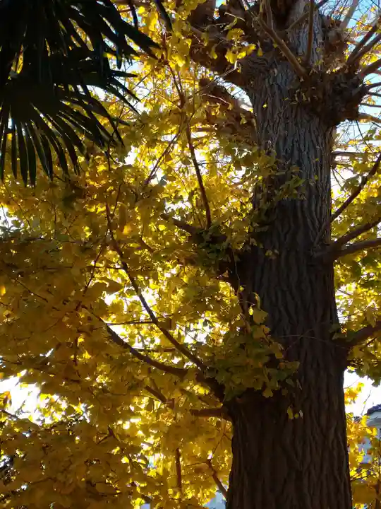 香取神社の自然