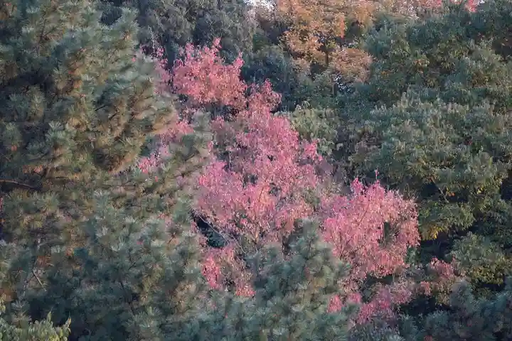 明治神宮(東京都)