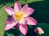 大雄院の自然