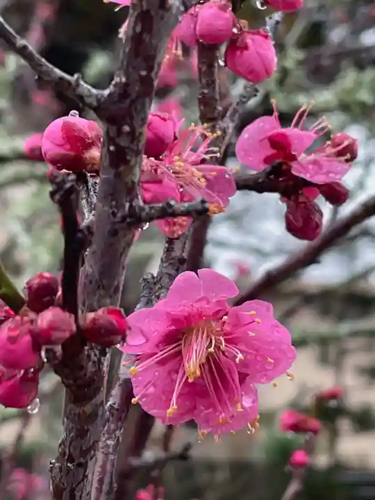 高家神社の自然