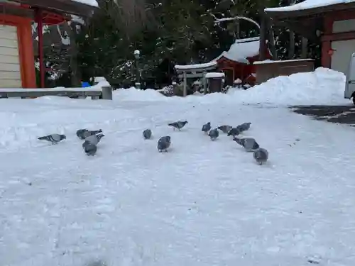 盛岡八幡宮の動物