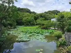 鶴岡八幡宮の庭園