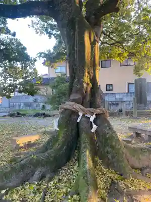 島田八坂神社(栃木県)