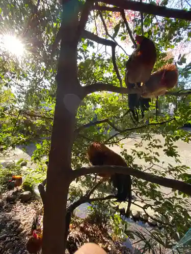 谷保天満宮の動物