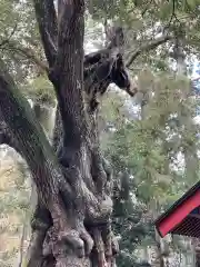 大杉神社の自然