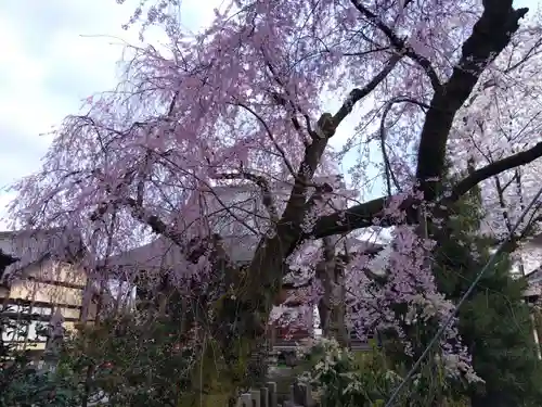 安養寺(福井県)