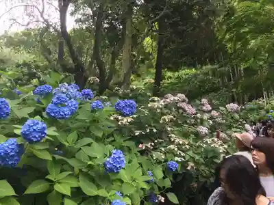 明月院(神奈川県)