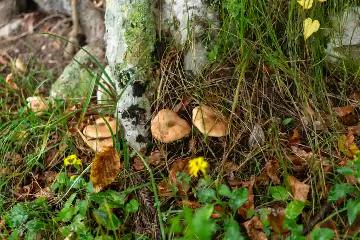 諏訪大社上社前宮(長野県)