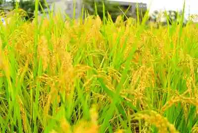 瀧神社(東京都)