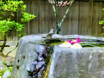 埴生神社の手水舎