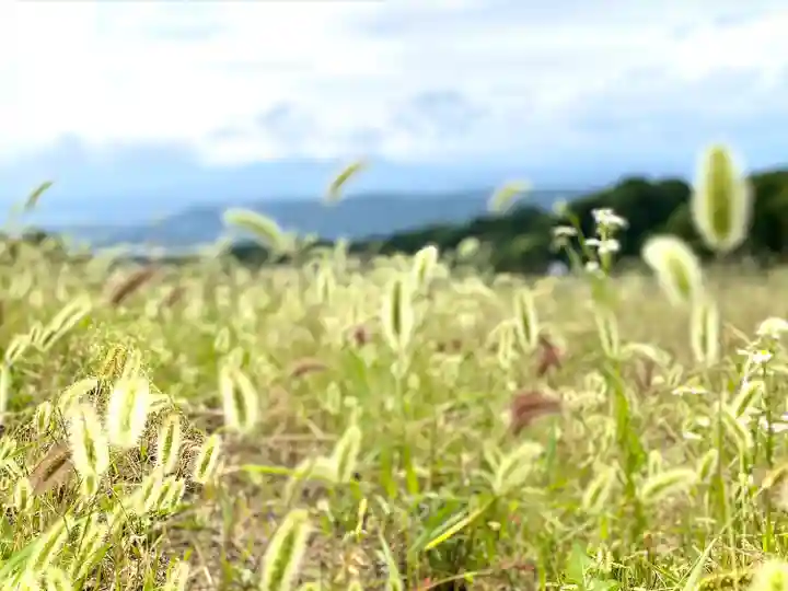 菱野健功神社の自然