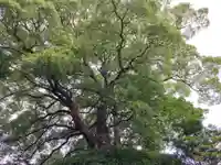楠木神社(茨城県)