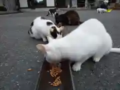 御誕生寺（猫寺）の動物