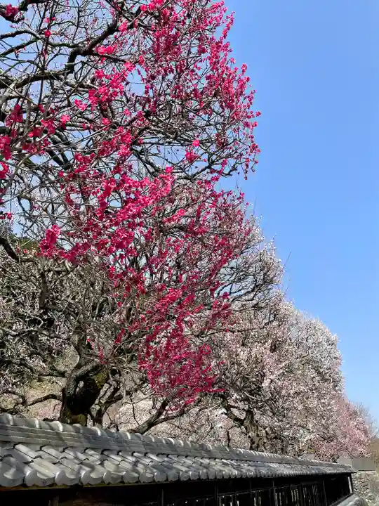 高麗神社(埼玉県)