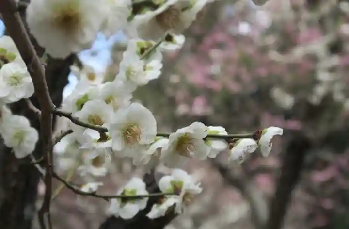 意賀美神社(大阪府)