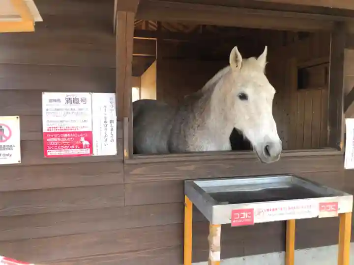 鹿児島神宮(鹿児島県)
