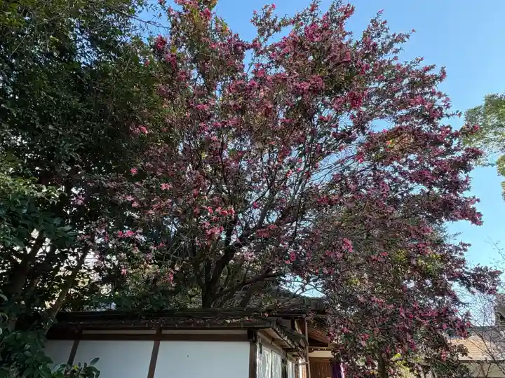 平野神社(京都府)