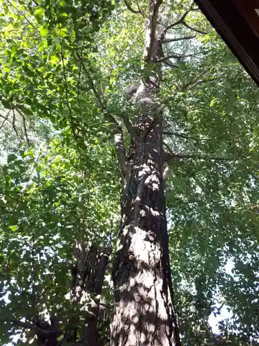 行田八幡神社の自然