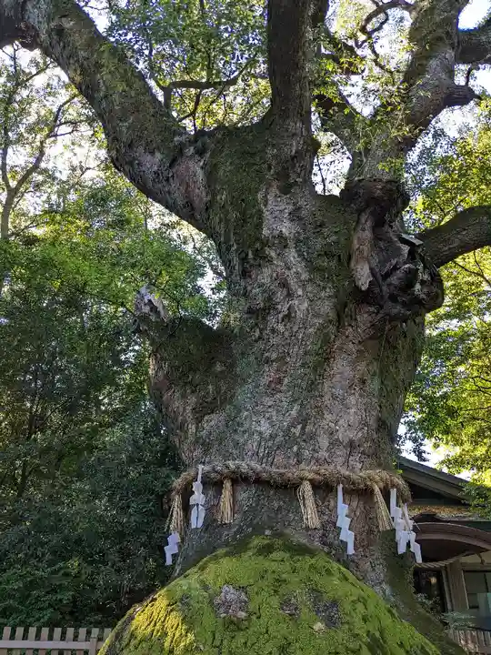 熱田神宮の自然